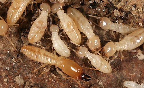Termite Pest Control